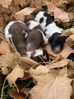 Standard, a male Australian Labradoodle for sale in Lagro, IN – Photo 7 of 10