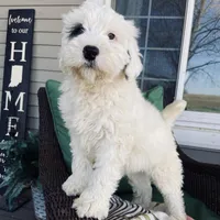 Tri parti, a male Bernedoodle for sale in Lagro, IN – Photo 1 of 6