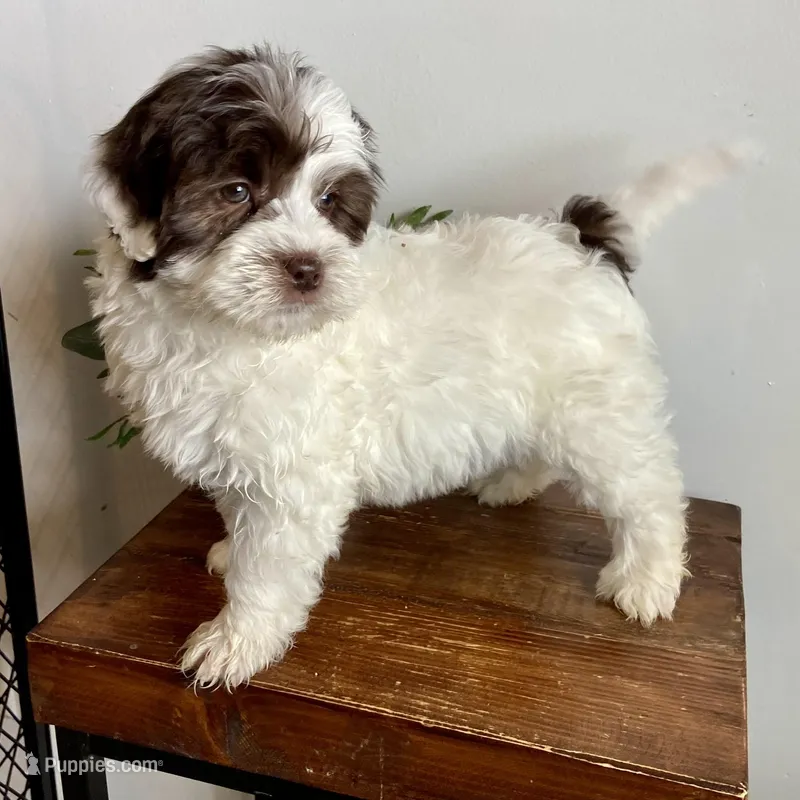 Chocolate roan parti