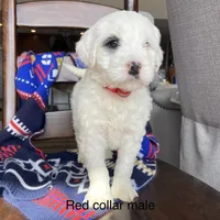 Tri parti, a male Bernedoodle for sale in Lagro, IN – Photo 2 of 5