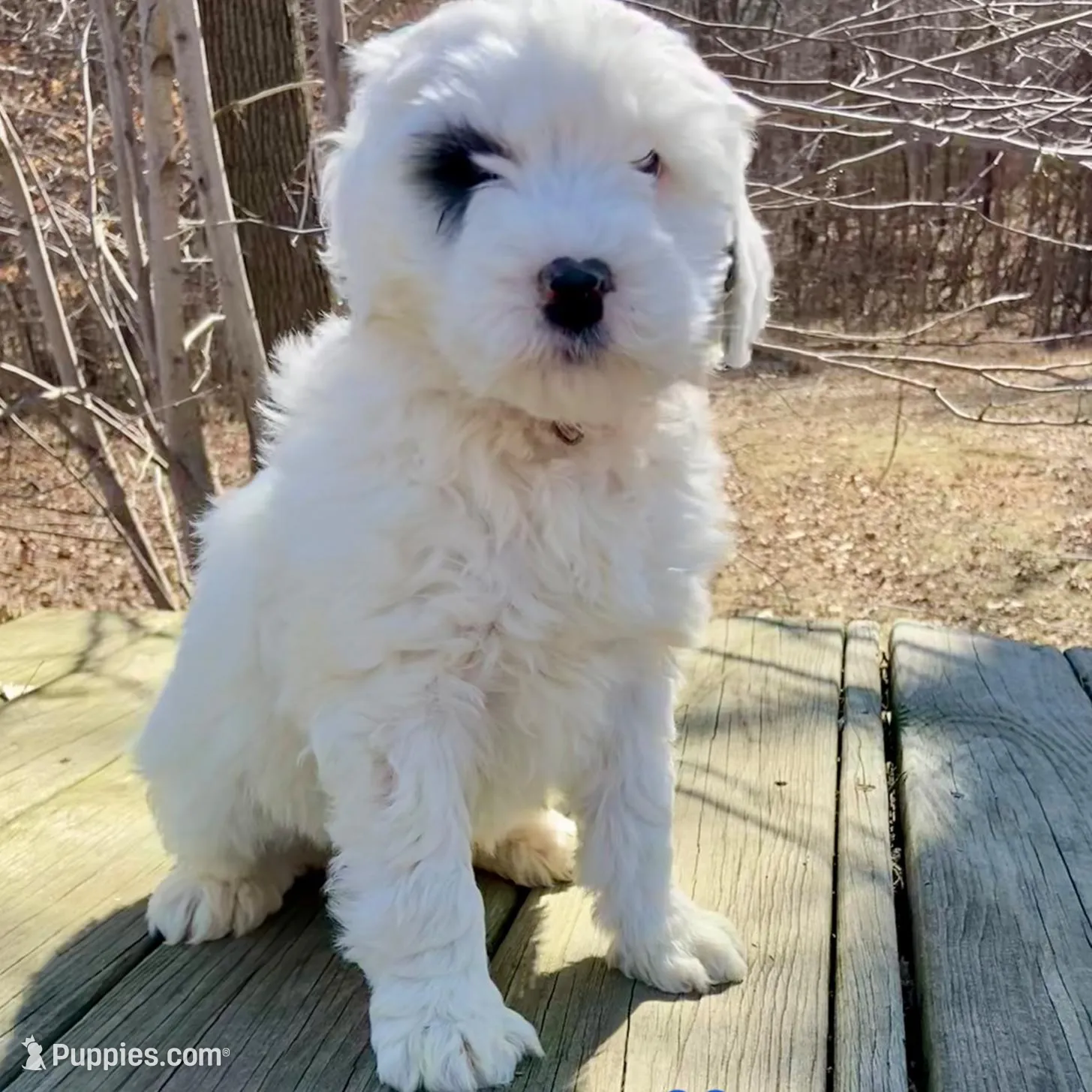 Tri parti – Bernedoodle puppy for sale in Lagro, IN