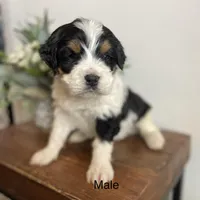 Tri man , a male Bernedoodle for sale in Lagro, IN – Photo 2 of 2