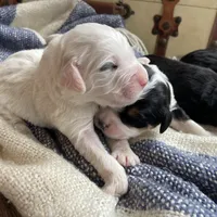 Tri parti, a male Bernedoodle for sale in Lagro, IN – Photo 5 of 5