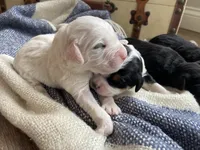 processed/80fac6a0-4f4a-47e9-a538-14223e199d41/listing/1b685e96-0150-4ef8-8e0c-5db6235b5775/be13f378-165a-4c08-8e27-05eb81a07cb0