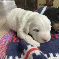 Tri parti, a male Bernedoodle for sale in Lagro, IN – Photo 4 of 5