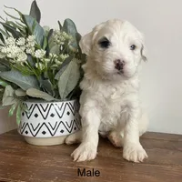 Tri parti, a male Bernedoodle for sale in Lagro, IN – Photo 3 of 5