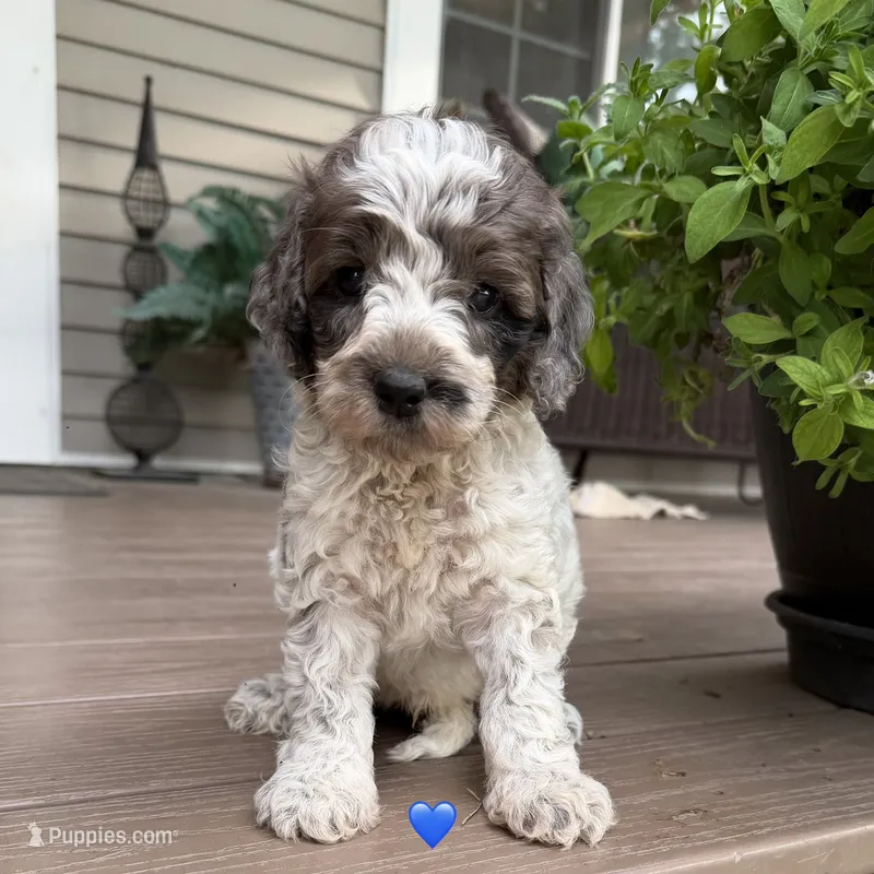 Blue Merle ROAN – Australian Labradoodle puppy for sale in Lagro, IN