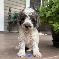 Blue Merle ROAN, a female Australian Labradoodle for sale in Lagro, IN – 1 of 2