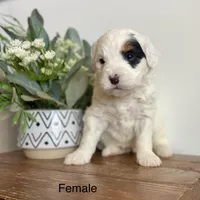 Medium tri , a female Bernedoodle for sale in Lagro, IN – Photo 2 of 2