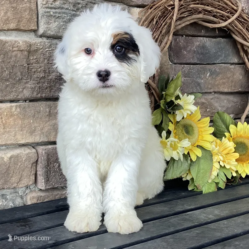 Medium tri  – Bernedoodle puppy for sale in Lagro, IN