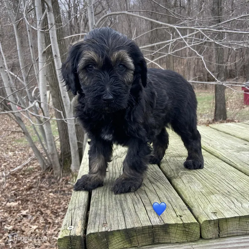 Sable male  – Labradoodle puppy for sale in Lagro, IN