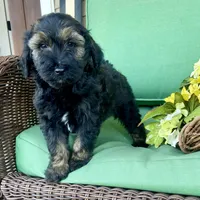 Sable male , a male Labradoodle for sale in Lagro, IN – Photo 4 of 4