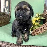 Sable male , a male Labradoodle for sale in Lagro, IN – Photo 1 of 4