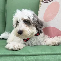 Blue Merle parti , a male Miniature Labradoodle for sale in Lagro, IN – 3 of 8