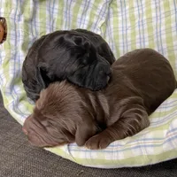 Mini sable/choc ph, a female Miniature Labradoodle for sale in Lagro, IN – Photo 2 of 3