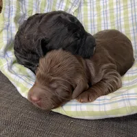 Mini sable/choc ph, a female Miniature Labradoodle for sale in Lagro, IN – Photo 3 of 3