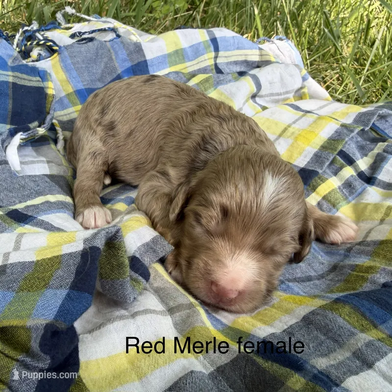 Red Merle Female  – Australian Labradoodle puppy for sale in Lagro, IN