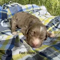 Red Merle Female , a female Australian Labradoodle for sale in Lagro, IN – 1 of 1