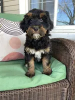 Tri, a male Bernedoodle for sale in Lagro, IN – Photo 2 of 6
