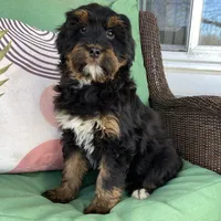 Tri, a male Bernedoodle for sale in Lagro, IN – Photo 1 of 6