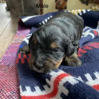 Tri, a male Bernedoodle for sale in Lagro, IN – Photo 3 of 4