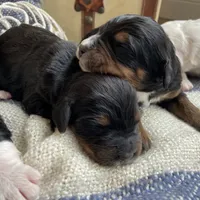 Tri, a male Bernedoodle for sale in Lagro, IN – Photo 4 of 4