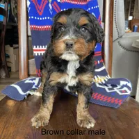 Tri, a male Bernedoodle for sale in Lagro, IN – Photo 2 of 4