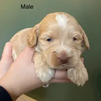 processed/80fac6a0-4f4a-47e9-a538-14223e199d41/listing/2d647f2a-1882-4051-8d2b-6f8210576349/033b4a7a-c976-4e16-a368-90a029879e71