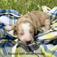 Apricot with the best white marks , a female Australian Labradoodle for sale in Lagro, IN – 1 of 1