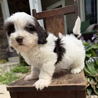 Sweet boy 2 , a male Havapoo for sale in Lagro, IN – 6 of 7