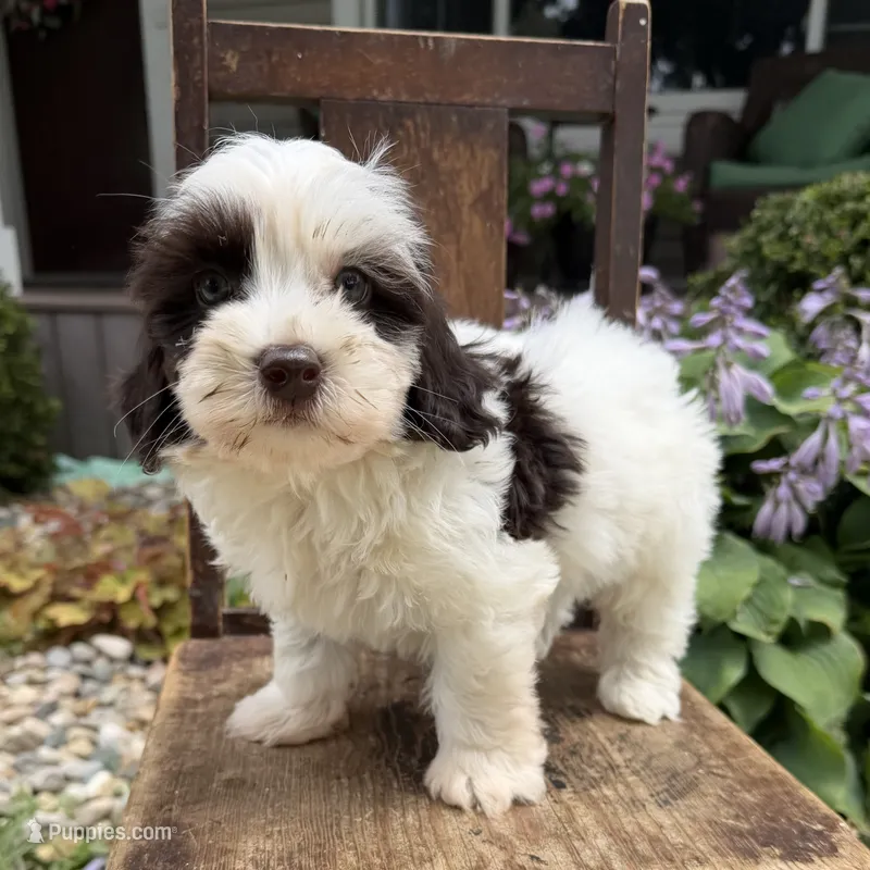 Mini boy 3 – Australian Labradoodle puppy for sale in Lagro, IN