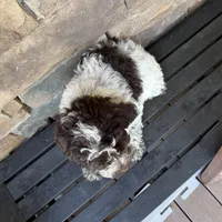 Choc ROAN 2, a female Australian Labradoodle for sale in Lagro, IN – 4 of 4
