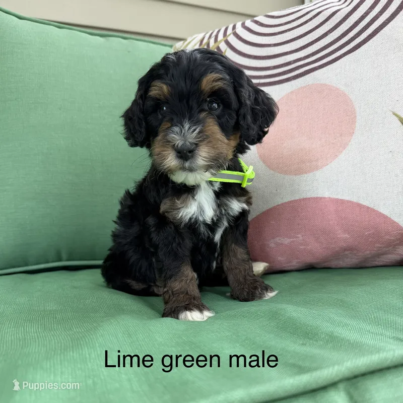 Lime green collar  – Bernedoodle puppy for sale in Lagro, IN