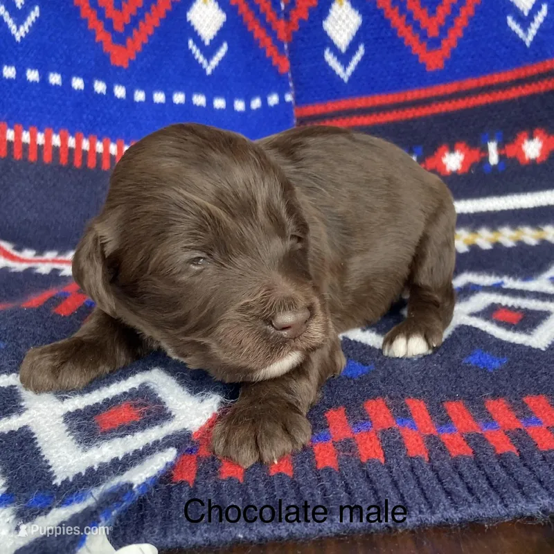 Choc male 