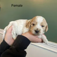 processed/80fac6a0-4f4a-47e9-a538-14223e199d41/listing/377075a3-2c12-4303-b4c0-c00f0ad0dbca/42bb32b0-092c-4035-8ea3-aee494f2158f