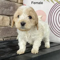 processed/80fac6a0-4f4a-47e9-a538-14223e199d41/listing/377075a3-2c12-4303-b4c0-c00f0ad0dbca/8f6e63c7-138e-4603-b519-077a5dac3e5e