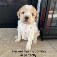 processed/80fac6a0-4f4a-47e9-a538-14223e199d41/listing/377075a3-2c12-4303-b4c0-c00f0ad0dbca/b3204437-5c4f-42f7-8899-b86939c0b37c