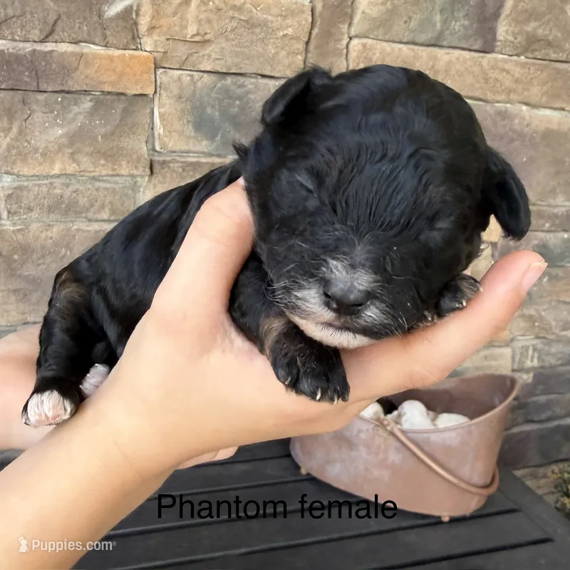 Phantom  – Havapoo puppy for sale in Lagro, IN