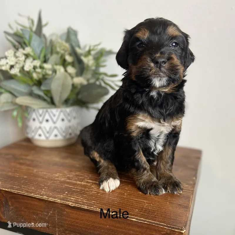 Tri – Bernedoodle puppy for sale in Lagro, IN