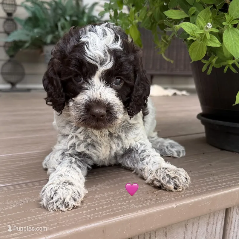 Choc ROAN 2 – Australian Labradoodle puppy for sale in Lagro, IN
