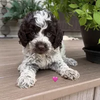 Choc ROAN 2, a female Australian Labradoodle for sale in Lagro, IN – 1 of 2