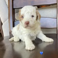 Mini red white , a male Bernedoodle for sale in Lagro, IN – Photo 3 of 9