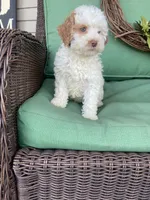 Mini red white , a male Bernedoodle for sale in Lagro, IN – Photo 9 of 9