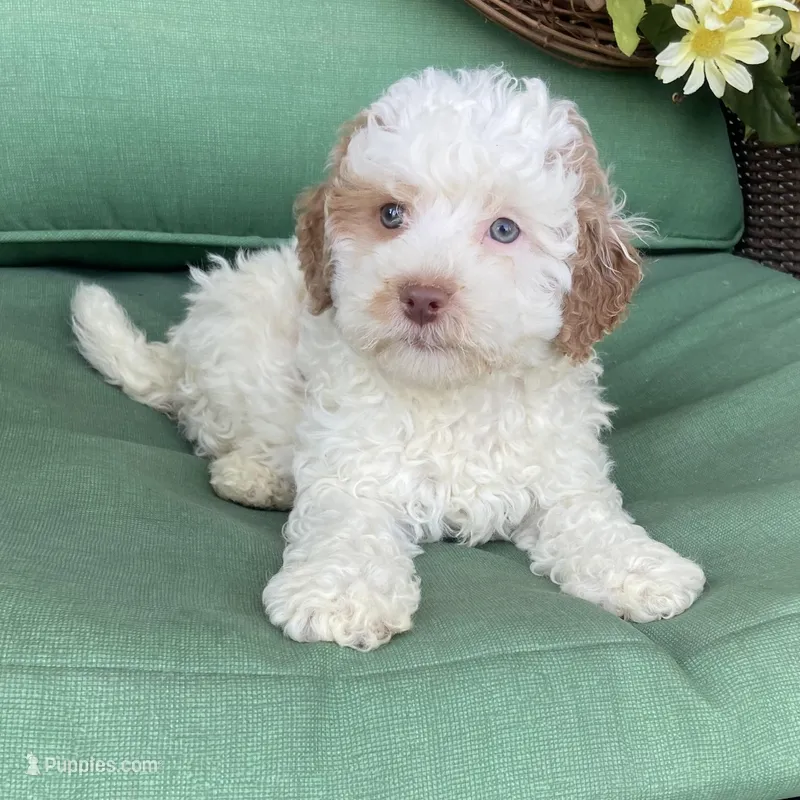 Mini red white  – Bernedoodle puppy for sale in Lagro, IN
