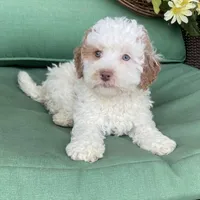 Mini red white , a male Bernedoodle for sale in Lagro, IN – Photo 1 of 9
