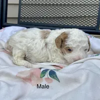 Mini red white , a male Bernedoodle for sale in Lagro, IN – Photo 4 of 9