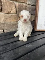 Mini red white , a male Bernedoodle for sale in Lagro, IN – Photo 6 of 9