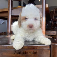 Mini red white , a male Bernedoodle for sale in Lagro, IN – Photo 7 of 9