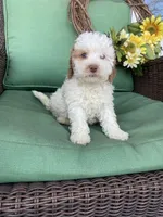 Mini red white , a male Bernedoodle for sale in Lagro, IN – Photo 8 of 9