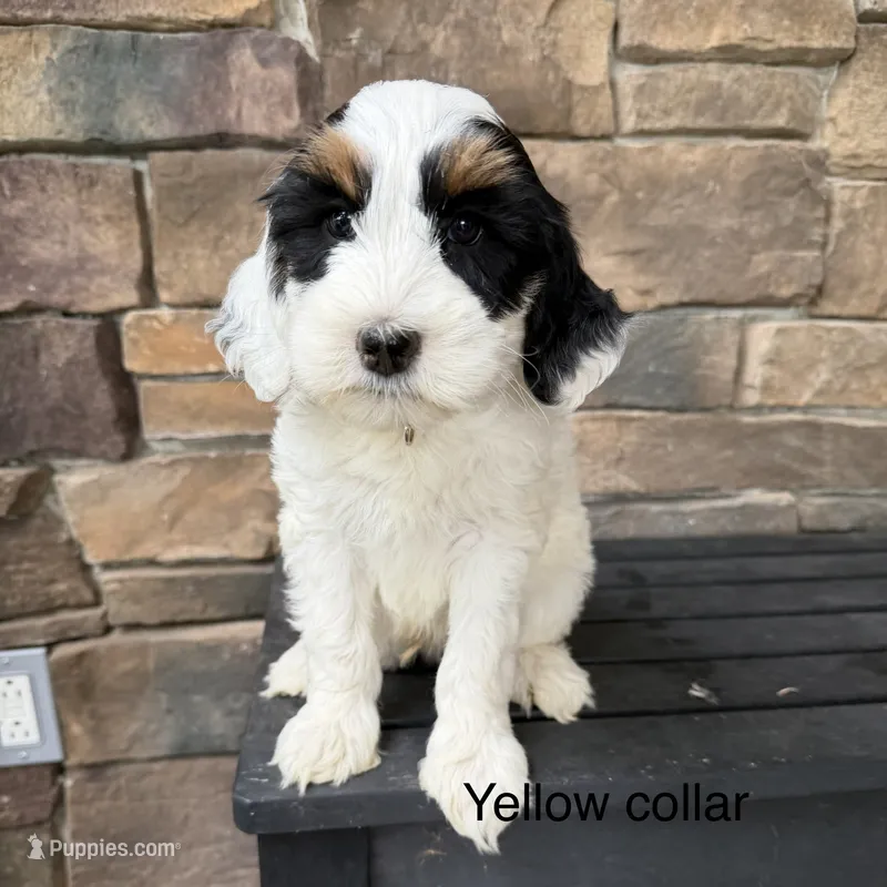 Tri parti 2 – Bernedoodle puppy for sale in Lagro, IN